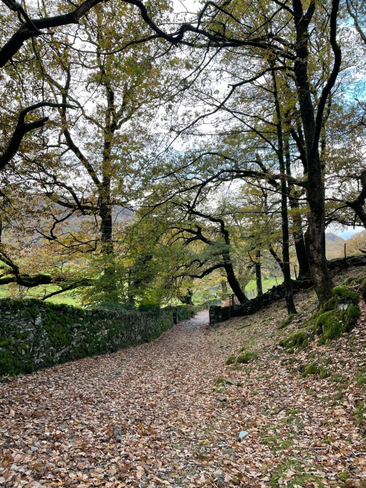 Grizedale View Apartment คอนิสตัน ภายนอก รูปภาพ